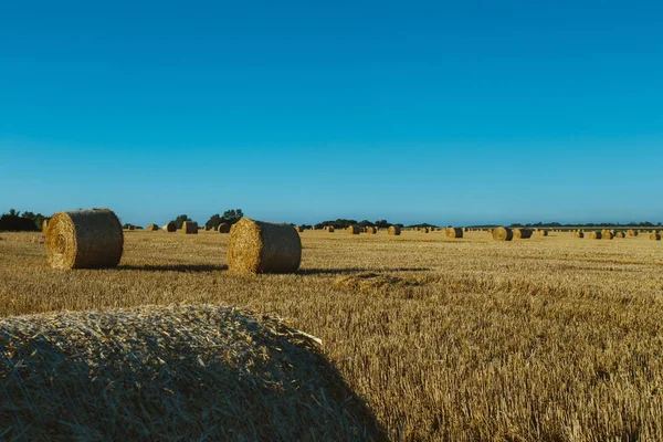 Campo de trigo amarelo com fardos de palha após a colheita em um dia ensolarado na Normandia, França. Paisagem rural, campos agrícolas no verão. Agricultura amiga do ambiente, conceito de agricultura industrial — Fotografia de Stock