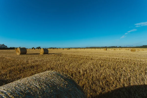 Campo de trigo amarelo com fardos de palha após a colheita em um dia ensolarado na Normandia, França. Paisagem rural, campos agrícolas no verão. Agricultura amiga do ambiente, conceito de agricultura industrial — Fotografia de Stock