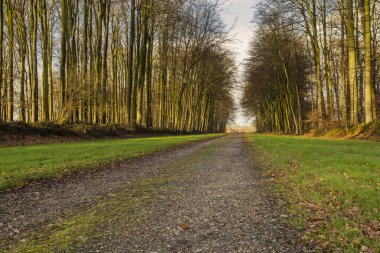 Normandy, Fransa bölgesi ormanda geçen köy yolunda. Sonbahar güneşli bir günde manzara. Tonda