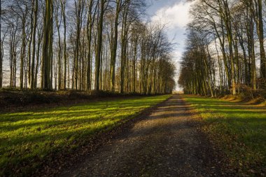 Normandy, Fransa bölgesi ormanda geçen köy yolunda. Sonbahar güneşli bir günde manzara. Tonda