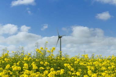 Yel değirmenleri için elektrik çiçekli kolza tohumu alan Fransa arkasında. Güneşli bir günde tarım manzara. Çevre dostu elektrik üretimi, yenilenebilir enerji kavramı
