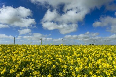 Yel değirmenleri için elektrik çiçekli kolza tohumu alan Fransa arkasında. Güneşli bir günde tarım manzara. Çevre dostu elektrik üretimi, yenilenebilir enerji kavramı
