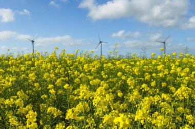 Yel değirmenleri için elektrik çiçekli kolza tohumu alan Fransa arkasında. Güneşli bir günde tarım manzara. Çevre dostu elektrik üretimi, yenilenebilir enerji kavramı