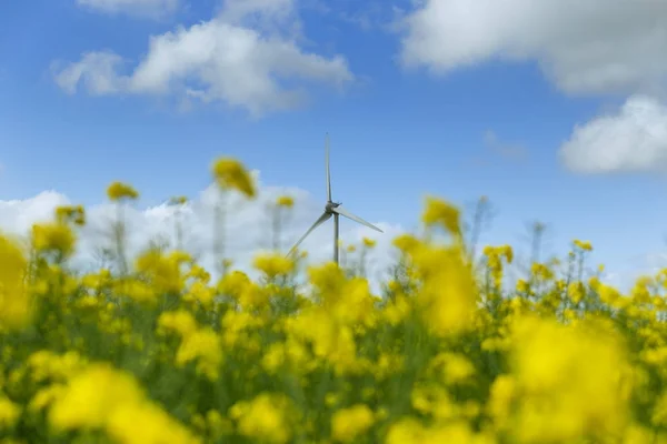 Moinhos de vento para energia elétrica atrás do campo de colza florido na França. Paisagem agrícola em um dia de sol. Produção de electricidade respeitadora do ambiente, conceito de energias renováveis — Fotografia de Stock