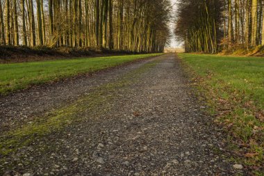 Normandy, Fransa bölgesi ormanda geçen köy yolunda. Sonbahar güneşli bir günde manzara. Tonda