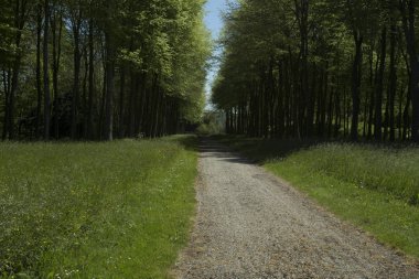 Normandy, Fransa bölgesi ormanda geçen köy yolunda. Bahar güneşli bir günde manzara. Tonda