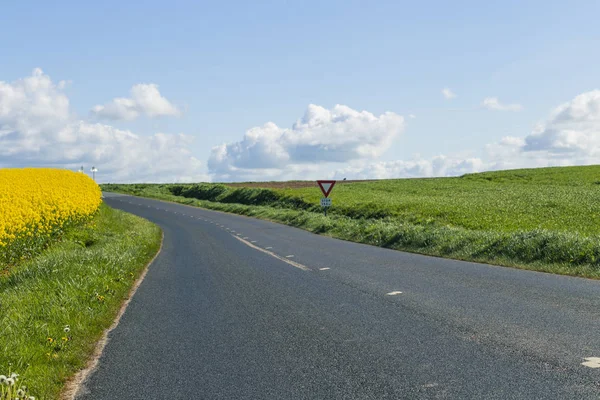 Empty country asphalt road passing through green and flowering agricultural fields. Countryside landscape on a sunny spring day in Normandy, France — Stock Photo, Image