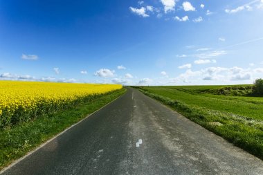 Yeşil ve çiçekli tarım alanları geçerken boş ülke asfalt yol. Normandy, Fransa için bir güneşli bahar gününde kırsal manzara