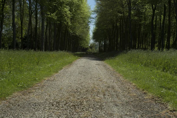 Landstraße durch den Wald in der Region Normandie, Frankreich. Landschaft an einem sonnigen Frühlingstag. gemildert — Stockfoto