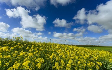 Yel değirmenleri için elektrik çiçekli kolza tohumu alan Fransa arkasında. Güneşli bir günde tarım manzara. Çevre dostu elektrik üretimi, yenilenebilir enerji kavramı