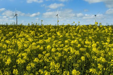 Yel değirmenleri için elektrik çiçekli kolza tohumu alan Fransa arkasında. Güneşli bir günde tarım manzara. Çevre dostu elektrik üretimi, yenilenebilir enerji kavramı