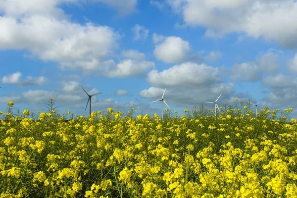 Windmills for electric power behind flowering rapeseed field in France. Agricultural landscape on a sunny day. Environment friendly electricity production, renewable energy concept — Stock Photo, Image