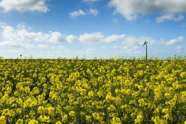 Moulins à vent pour l'énergie électrique derrière le champ de colza fleuri en France. Paysage agricole par une journée ensoleillée. Production d'électricité respectueuse de l'environnement, concept d'énergie renouvelable — Photo