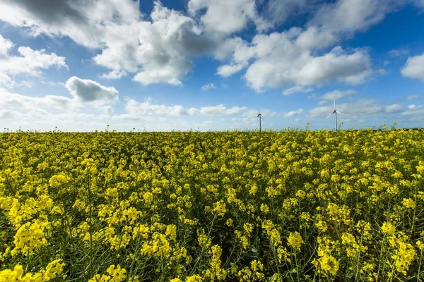 Ветряные мельницы за цветущим рапсовым полем во Франции. Сельскохозяйственный пейзаж в солнечный день. экологически чистое производство электроэнергии, концепция возобновляемых источников энергии — стоковое фото