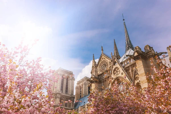 Notre-Dame de Paris en un día soleado con rayos de sol en el cielo durante la temporada de flores de cerezo. Antigua catedral católica de París, Francia. Lugares turísticos famosos y destinos turísticos románticos en Europa . — Foto de Stock