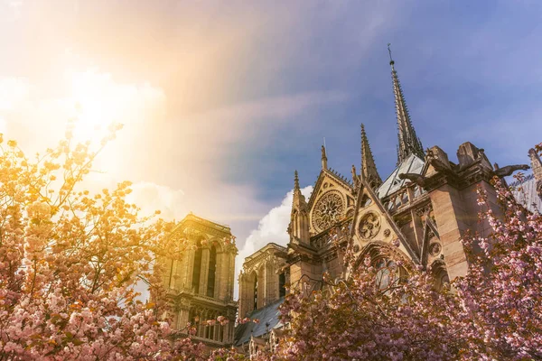 Notre-Dame de Paris en un día soleado con rayos de sol en el cielo durante la temporada de flores de cerezo. Antigua catedral católica de París, Francia. Lugares turísticos famosos y destinos turísticos románticos en Europa . — Foto de Stock