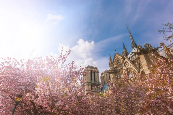 Notre-Dame de Paris en un día soleado con rayos de sol en el cielo durante la temporada de flores de cerezo. Antigua catedral católica de París, Francia. Lugares turísticos famosos y destinos turísticos románticos en Europa . — Foto de Stock