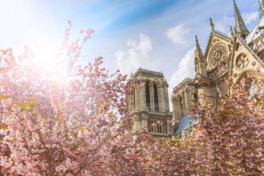 Notre-Dame de Paris güneşli gökyüzünde güneş ışınları ile kiraz çiçeği sezonunda. Eski Katolik Katedrali Paris, Fransa. Seyahat Yerler Avrupa'nın ünlü turistik yerler ve romantik.