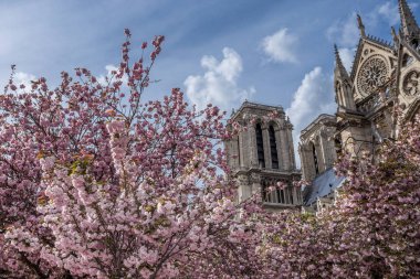 Notre-Dame de Paris kiraz çiçeği sezonunda parlak güneşli. Eski Katolik Katedrali Paris, Fransa. Seyahat yerler Avrupa'nın ünlü turistik yerler ve romantik. Turizm kavramı.