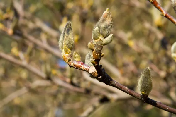Bud magnolia zavře — Stock fotografie