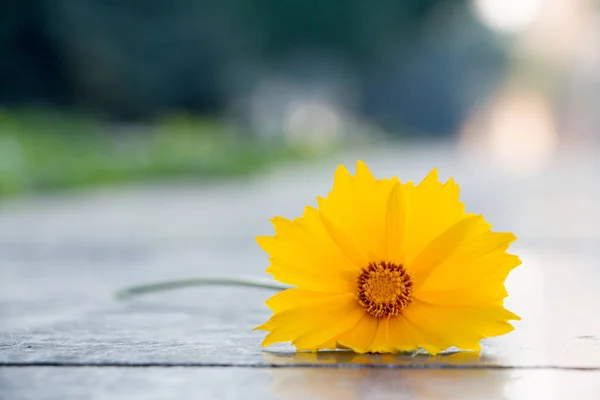 Beautiful yellow flower called Cosmos sulphureus. — Stock Photo, Image