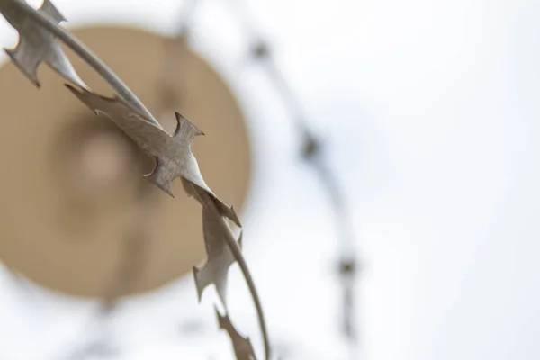 Taggtråd på himlen bakgrund. — Stockfoto