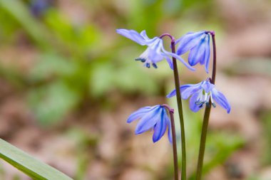 Scilla çiçek orman zeminde.