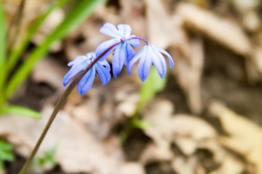 Scilla çiçek orman zeminde.