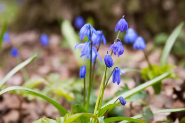 Scilla-Blüten auf Waldboden. — Stockfoto