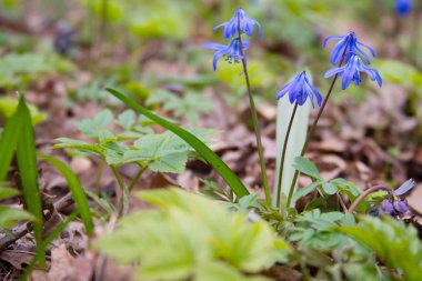 Scilla çiçek orman zeminde.