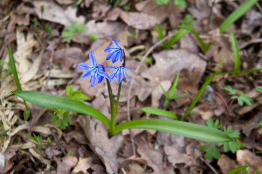 Scilla çiçek orman zeminde.
