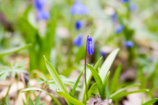 Scilla-Blüten auf Waldboden. — Stockfoto