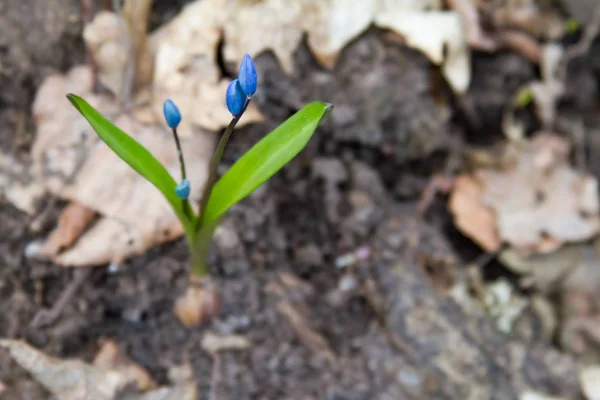 Scilla-Blüten auf Waldboden. — Stockfoto