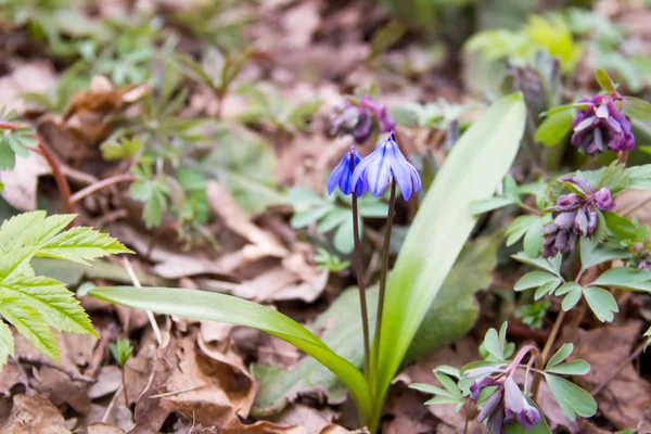 Scilla-Blüten auf Waldboden. — Stockfoto