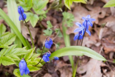 Scilla çiçek orman zeminde.