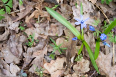Scilla çiçek orman zeminde.