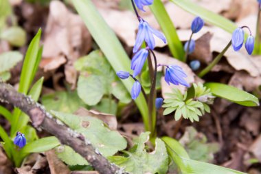 Scilla çiçek orman zeminde.