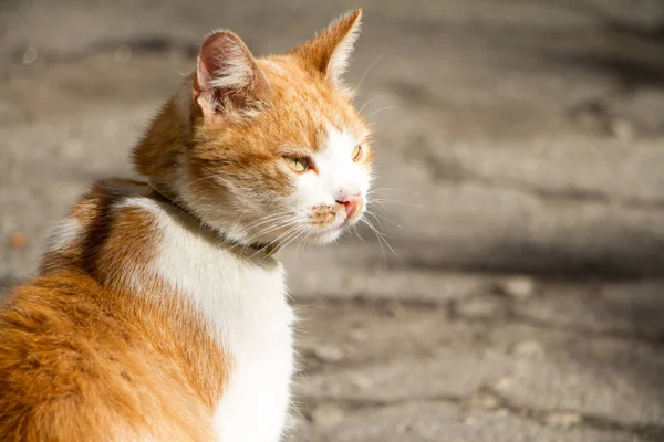 Otthoni piros-fehér ukrán macska. — Stock Fotó