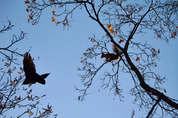 Un cuervo ataca a una ardilla roja que se sienta en una rama de árbol contra un cielo azul —  Fotos de Stock