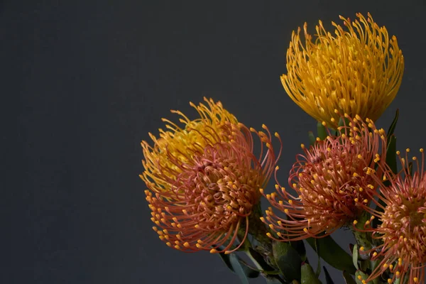 Close-up of bouquet of yellow and orange exotic protea flowers on a dark background, selective focus — Stock Photo, Image