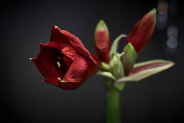 Close-up of a red hippeastrum flower on a dark background, selective focus — Stock Photo, Image