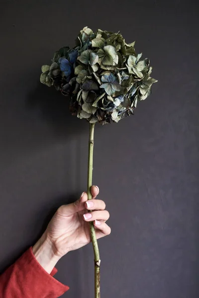 Close-up of a female hand holding a dry hydrangea flower on a gray background, selective focus — Stock Photo, Image