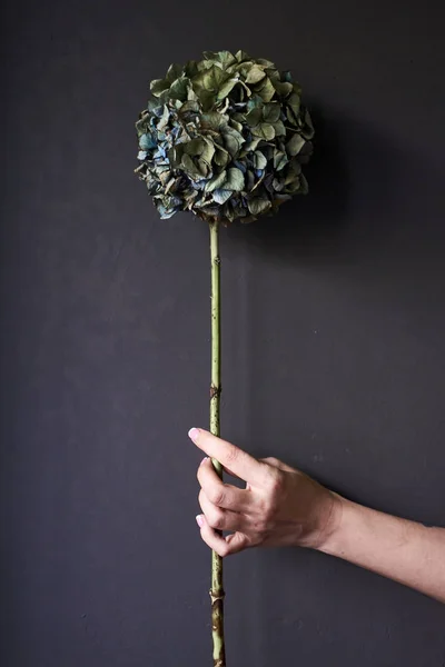 Close-up of a female hand holding a dry hydrangea flower on a gray background, selective focus — Stock Photo, Image