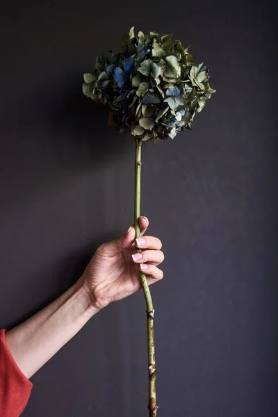 Close-up of a female hand holding a dry hydrangea flower on a gray background, selective focus — Stock Photo, Image