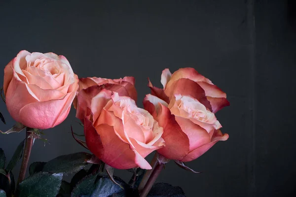 Extremely close-up pink roses flower bouquet in a clear tall crystal vase against a gray wall, selective focus — Stock Photo, Image