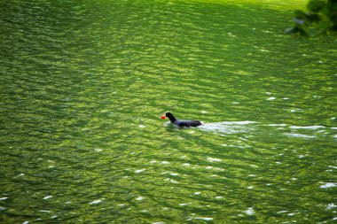 Avrasya ördeği halka açık bir parkta gölün ya da nehrin sakin sularında yüzüyor.
