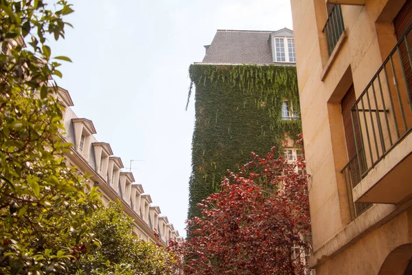 Bottom view of an old building with large windows twined with green ivy — ストック写真