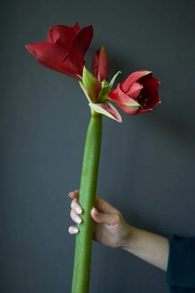 Close-up de mãos femininas mantém uma flor hippeastrum vermelho em um fundo escuro, foco seletivo — Fotografia de Stock