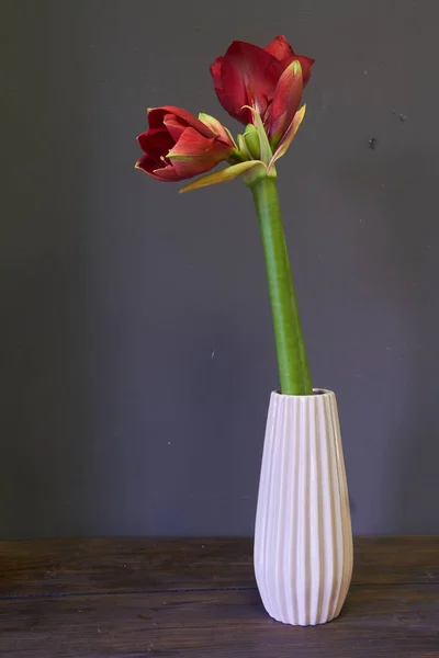 Koyu arkaplanlı, seçici bir odak noktası olan beyaz bir seramik vazoda kırmızı çiçek ya da amirisi. — Stok fotoğraf