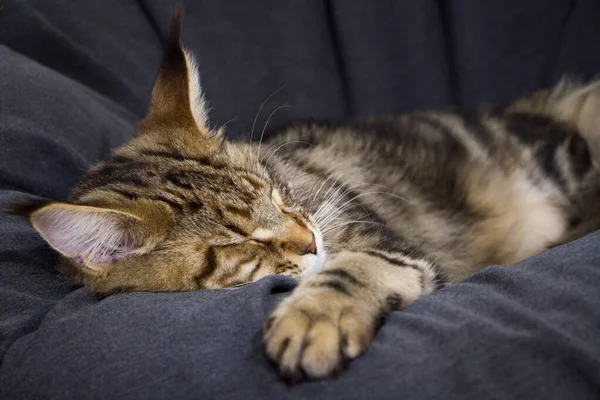 Tabby Maine Coon giovane gatto addormentato dolcemente allungato la zampa, messa a fuoco selettiva — Foto Stock